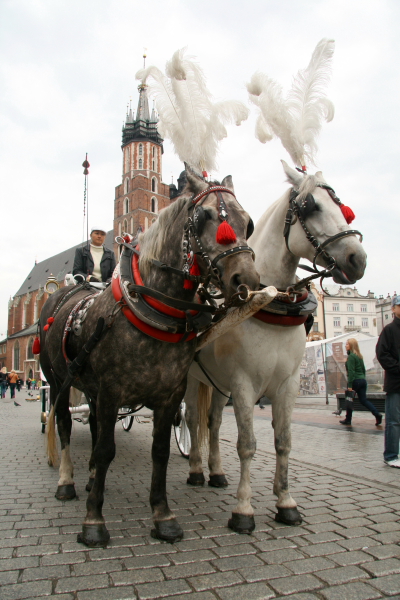 polish fiaker in cracow.JPG